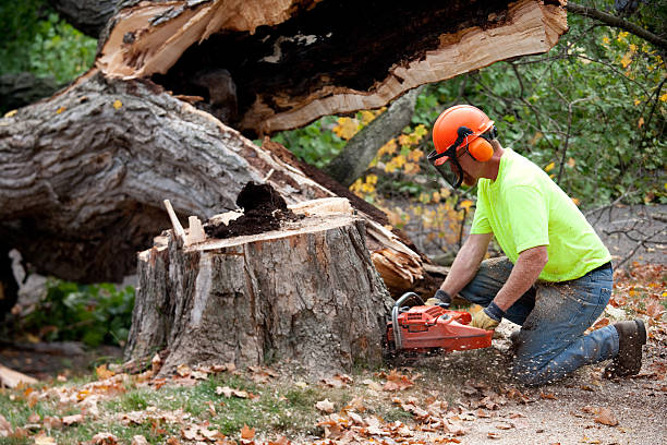 Safe tree removal near a home
